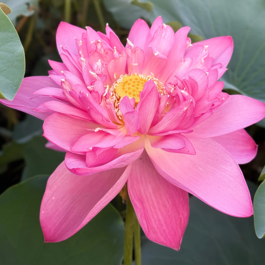 【太空荷花种藕】大足红莲太空育种花大色艳适应性强易养护庭院池塘