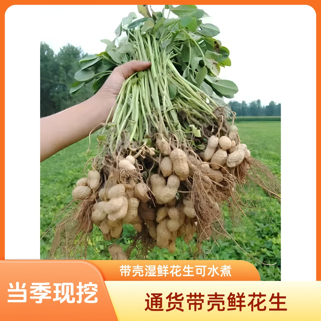 【2025手挑鲜花生】当季现摘带壳湿鲜花生可水煮农家自种粉白皮花生