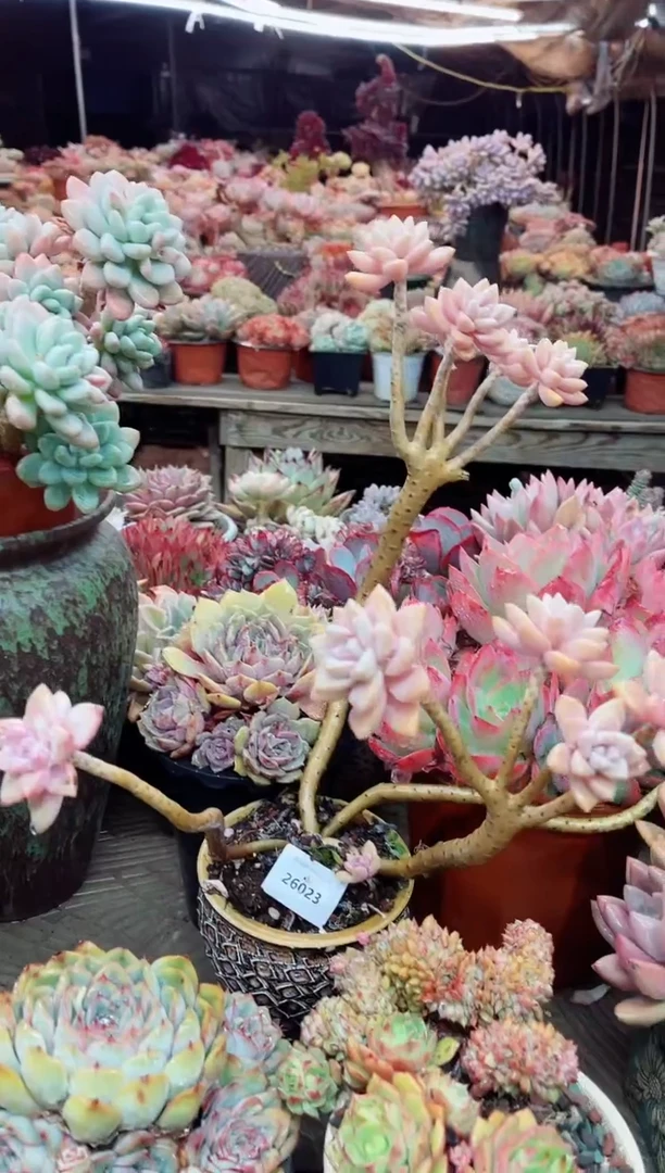 【闪购商品】26023