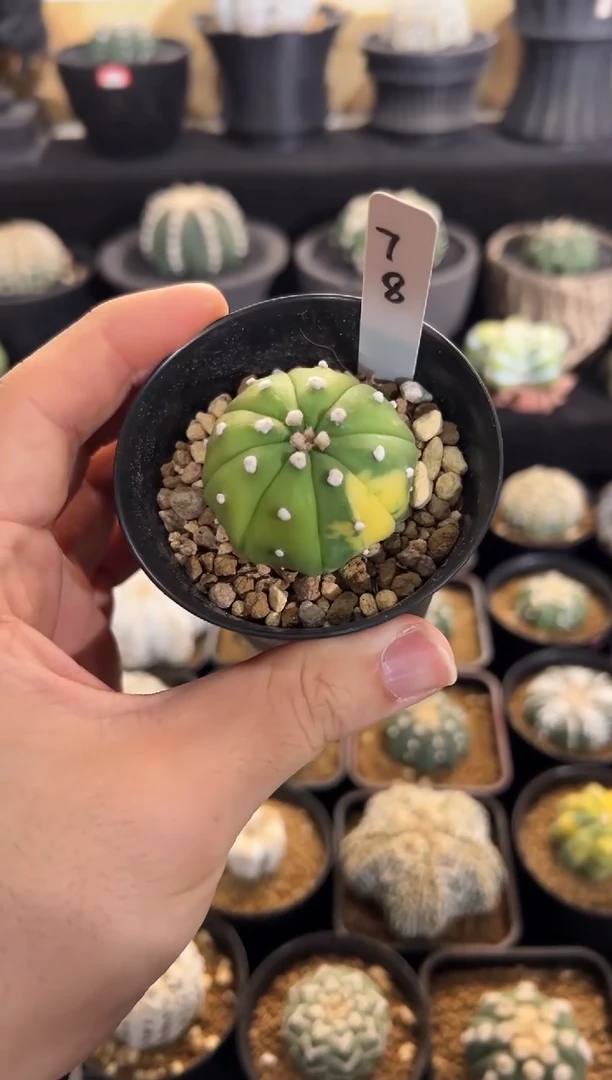 翠色锦 星兜编码78