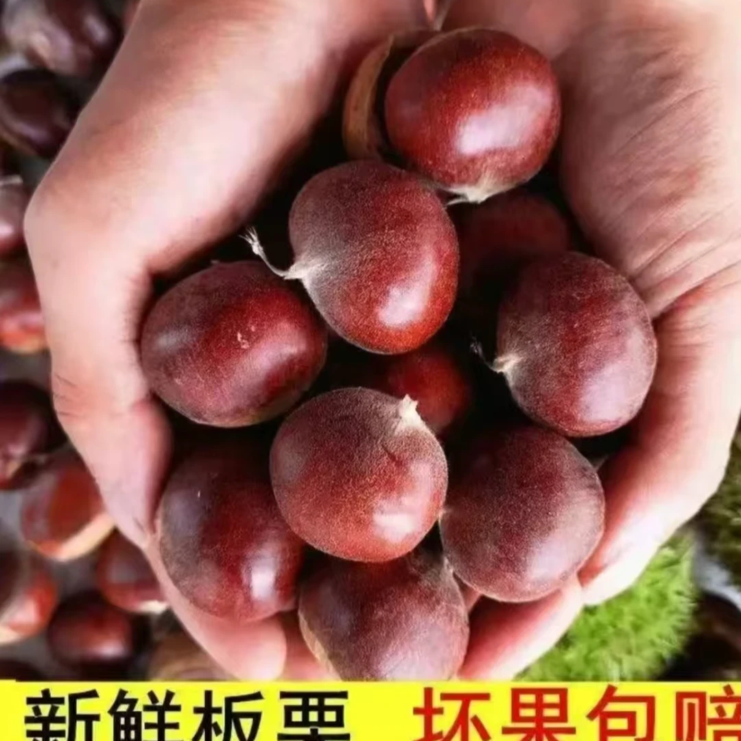 2025年新鲜现摘高山板栗甘甜清脆生栗子板栗送开栗爪
