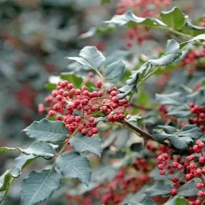果亚多云南花椒大红袍5棵不包活