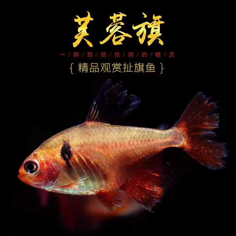 芙蓉旗 小型热带观赏鱼