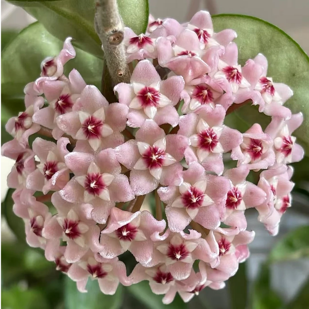 克林克球兰（扁豆叶球兰）Hoya carnosa var.krinkle