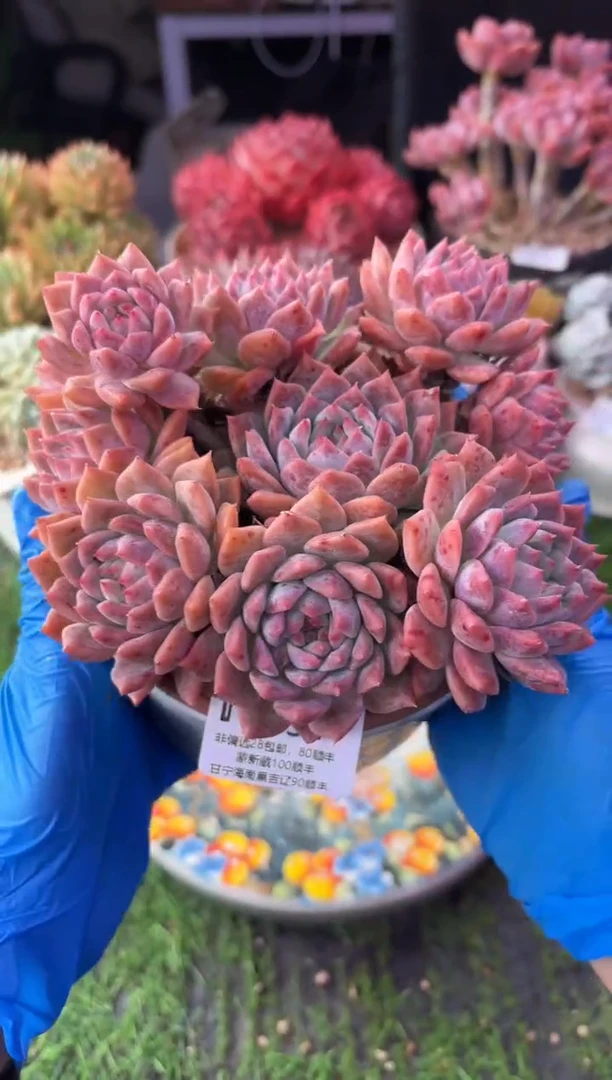 昆明印象多肉6938