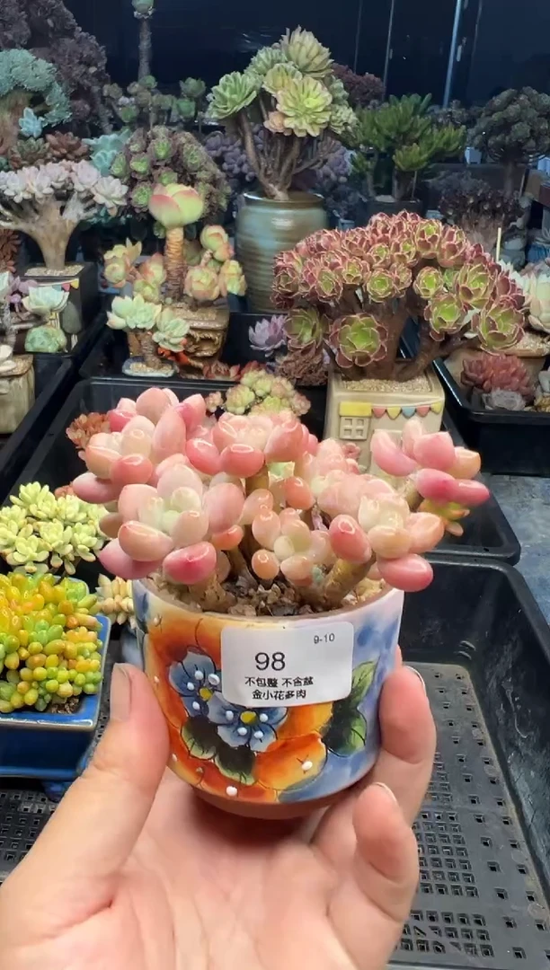 丹***?98           带盆