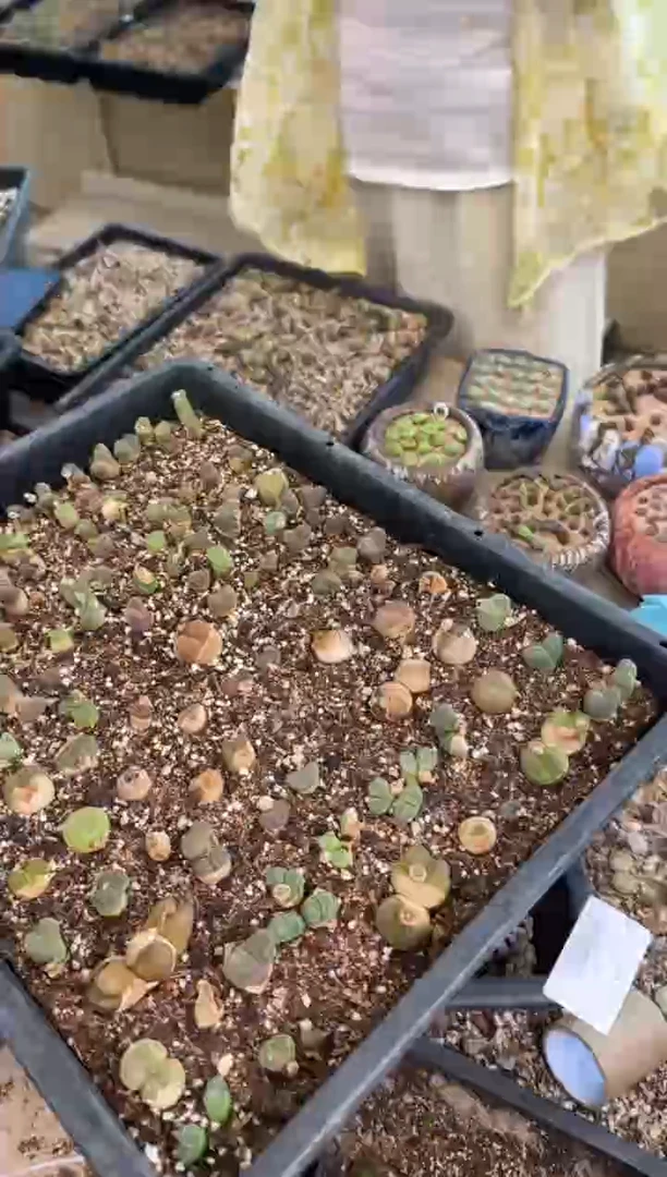 9-488多肉植物肉锥