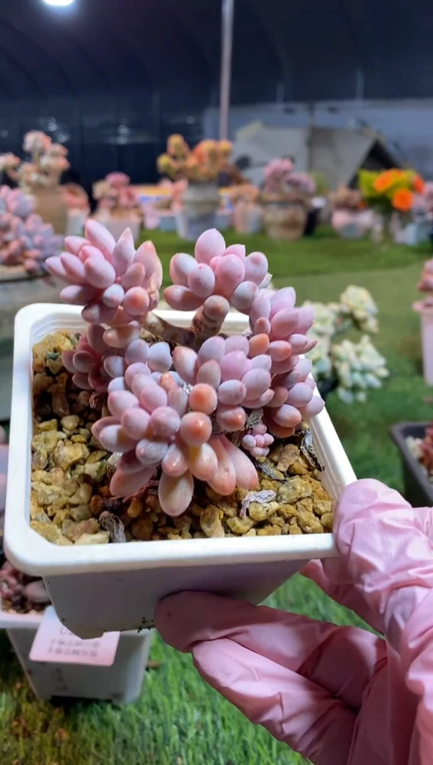 【闪购商品】0299a