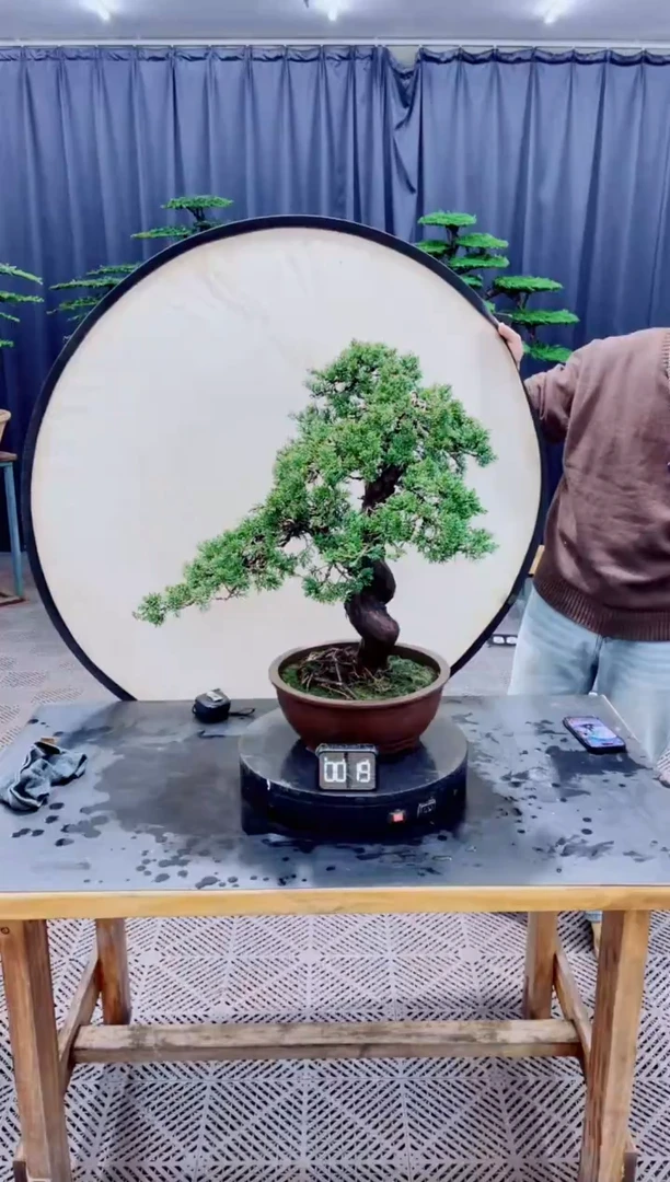 无花朵盆景......