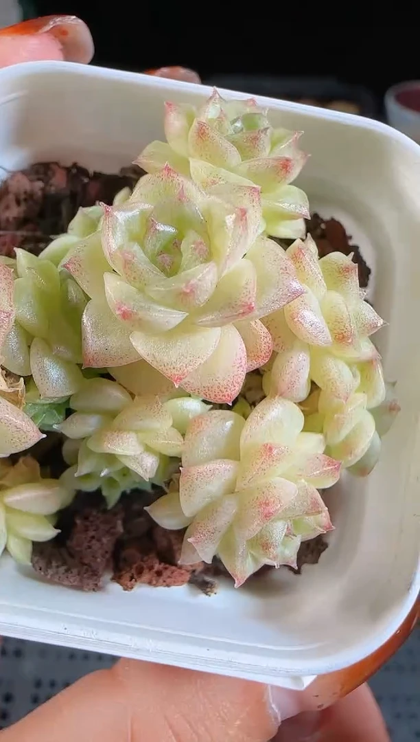 1109-638麦秆群不包整