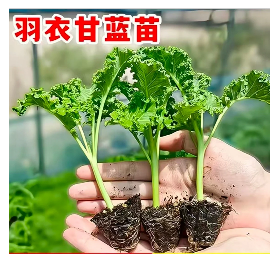 耐寒绿紫羽衣甘蓝四季花卉绿植盆栽种子菜苗水培植物盆栽