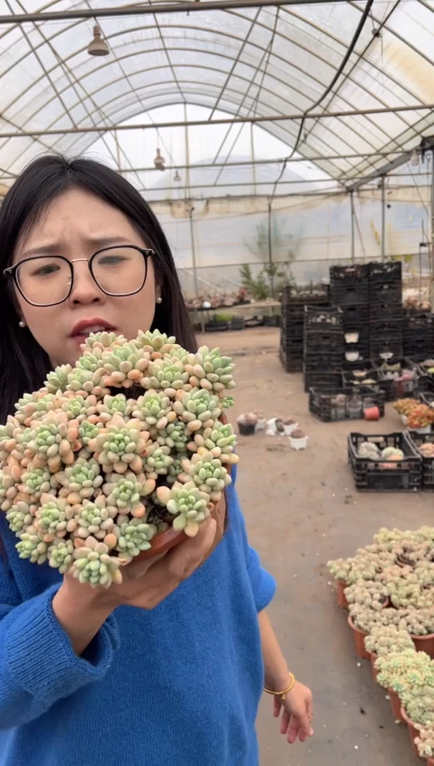 【闪购商品】74-大洛可可7.2