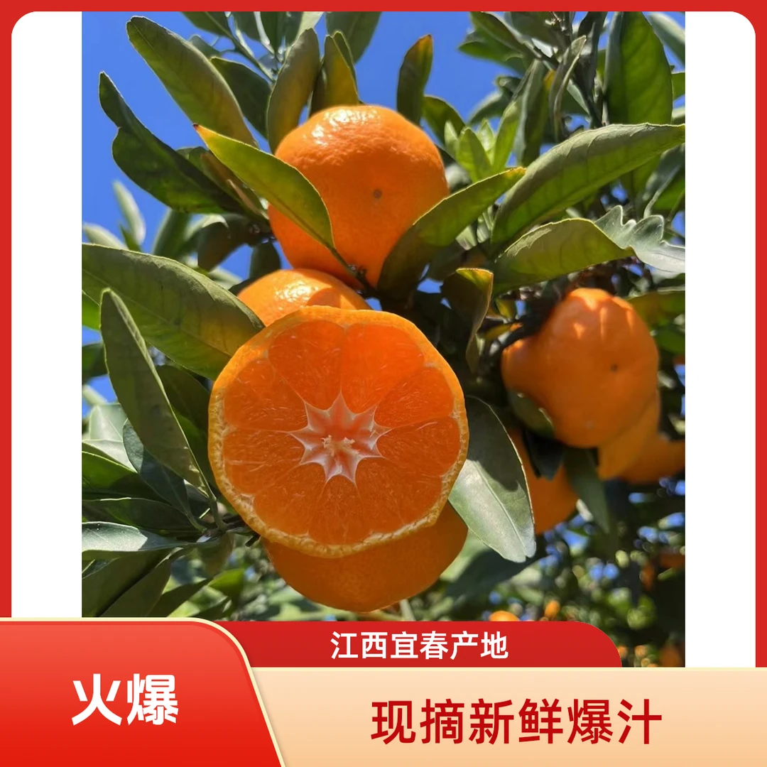 【回馈特价】正宗江西双金蜜橘现摘现发香甜爆汁产地直发包邮到家