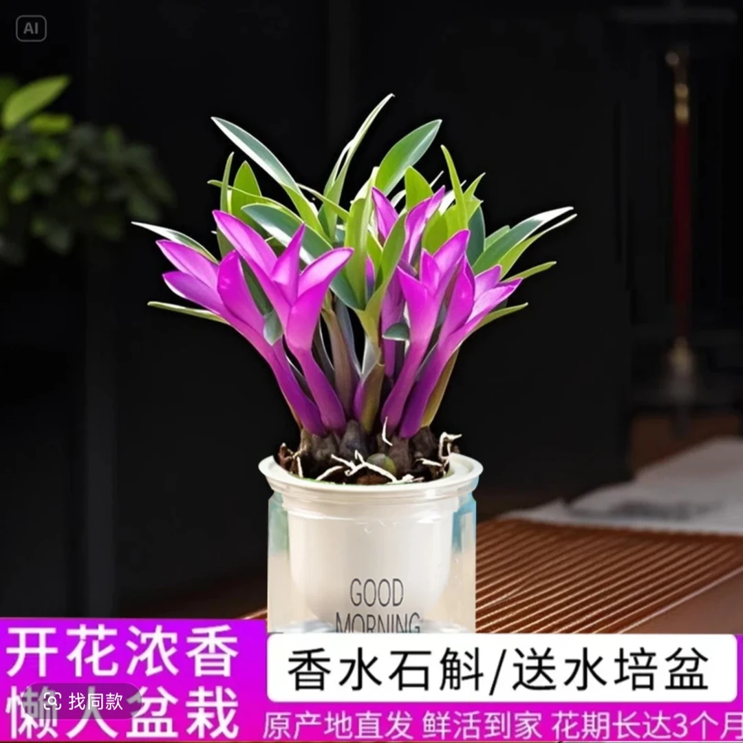 【带红芽】七彩香水石斛兰 精品澳洲石斛 浓香型 水培盆栽
