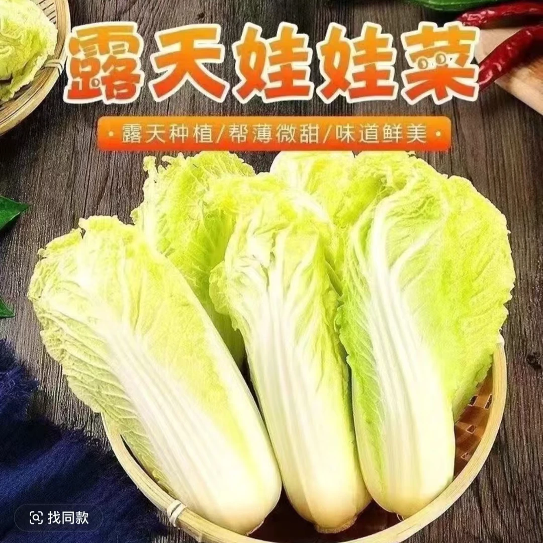 新鲜农家娃娃菜  现摘现发 新鲜直达