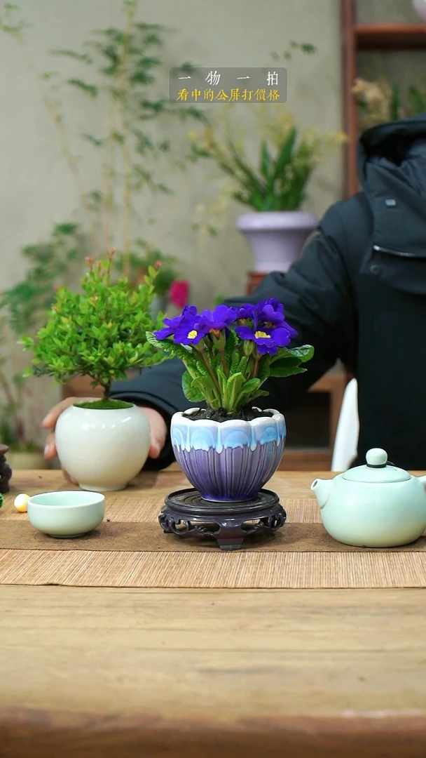 完全开放木**～094报春