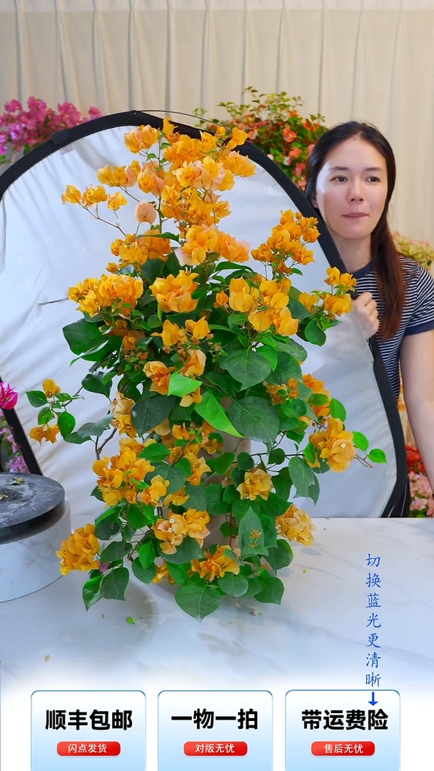 大部分开放少量花苞加州黄金