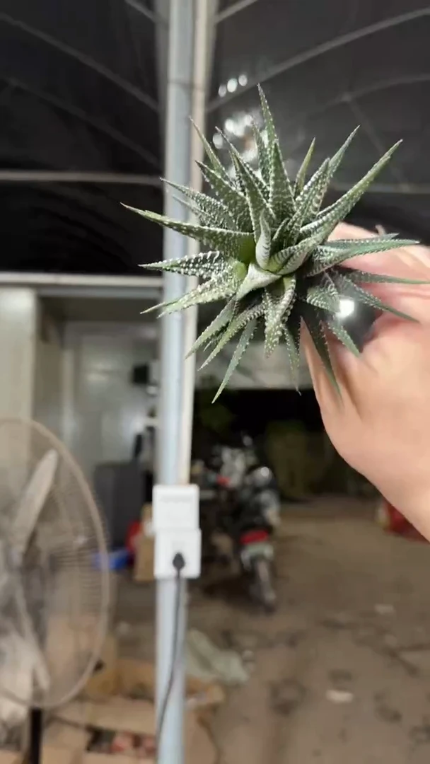 2颗 十二卷【带根】