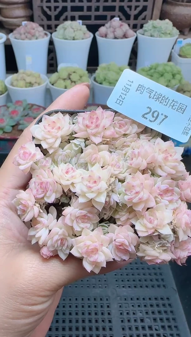 1112-297（群生不包整）