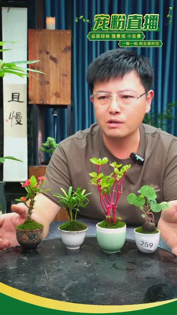 无花朵S***灯苔藓微景观259号