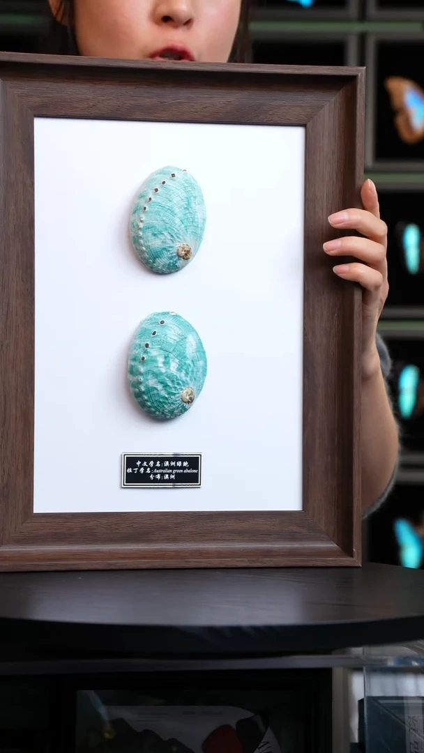澳洲绿鲍标本摆件