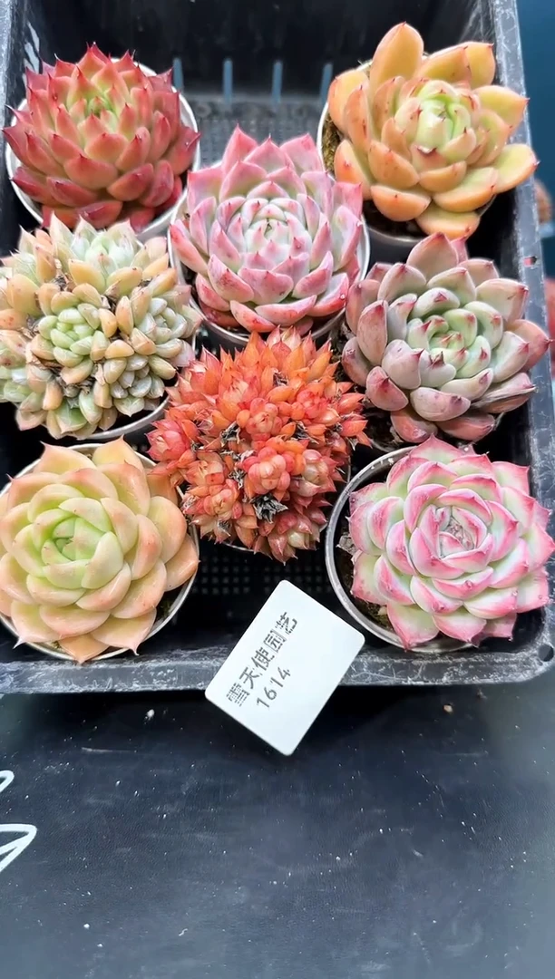 16  14   多肉8 颗