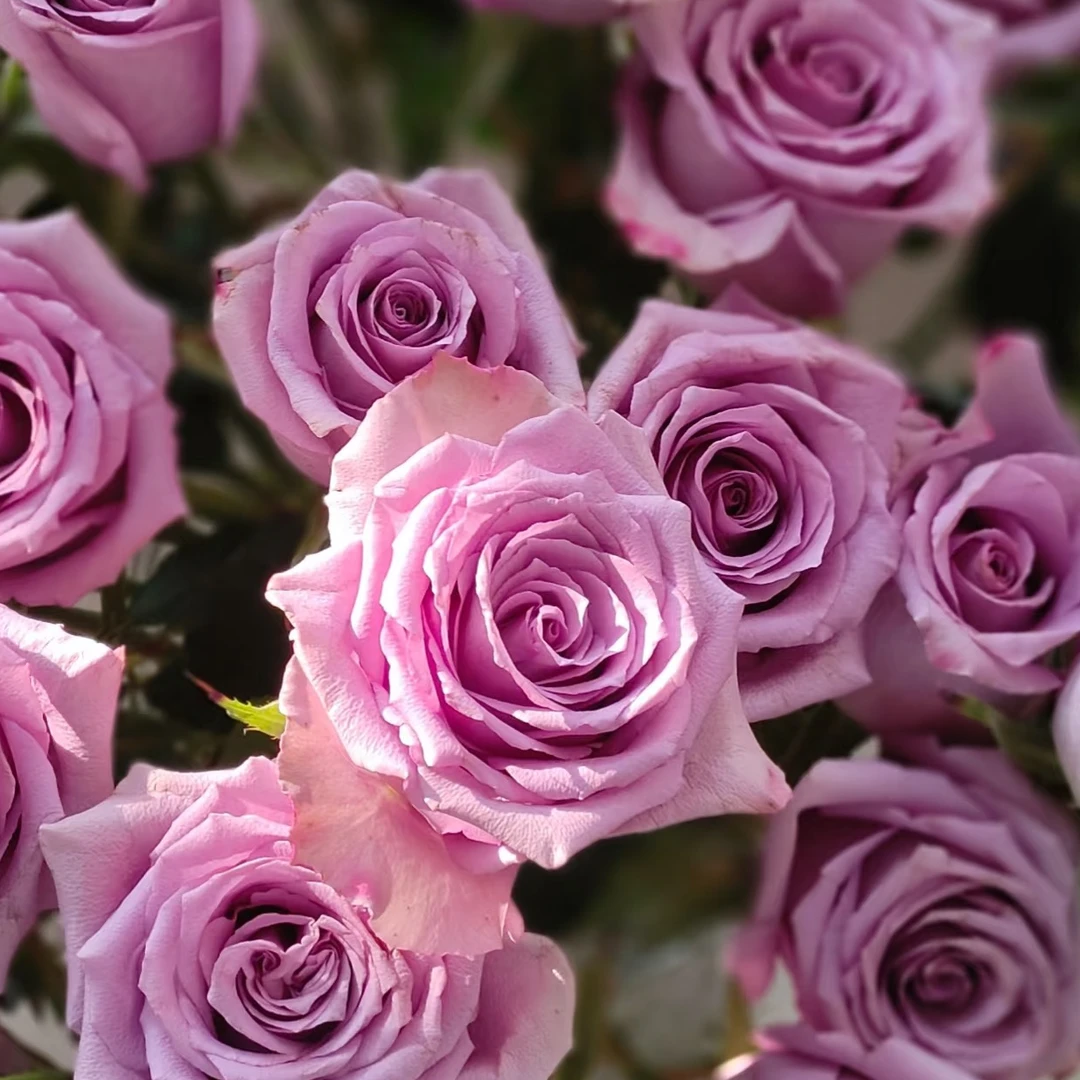 【云天化玫瑰】紫霞仙子70cm鲜美单头玫瑰