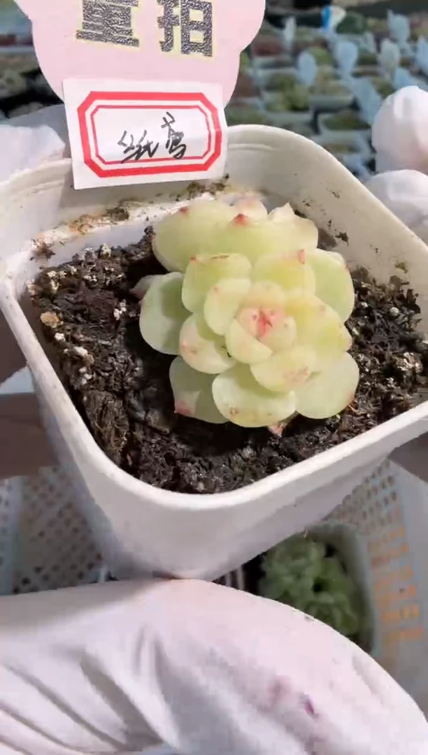 纸鸢五方一盆 单双混 量拍混发