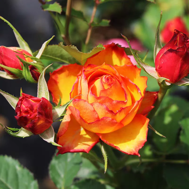 【火焰】 一盆多棵  四季开花月季 庭院阳台盆栽地栽