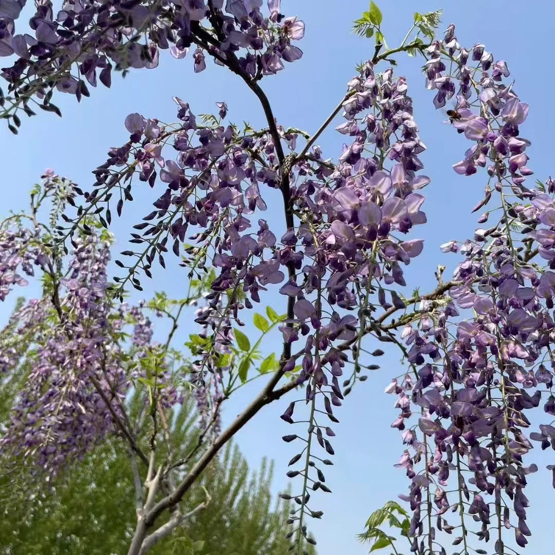紫藤花盆景老桩庭院首选阳台