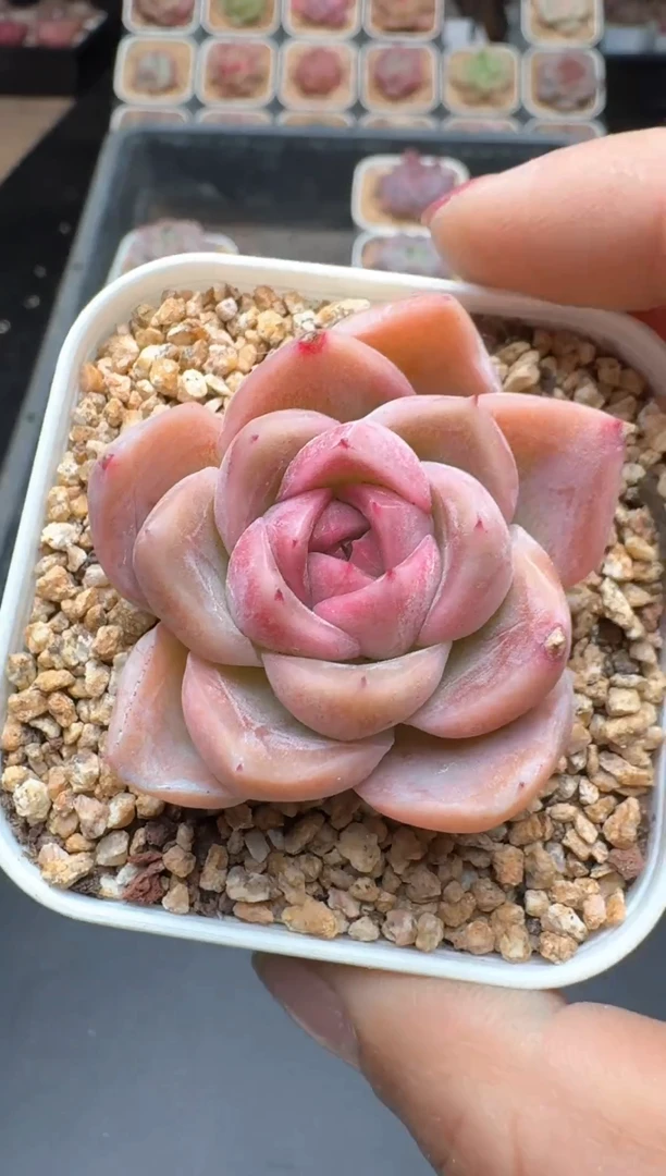 【闪购商品】945A物拍多肉带盆土6.5杯拍3颗包柚