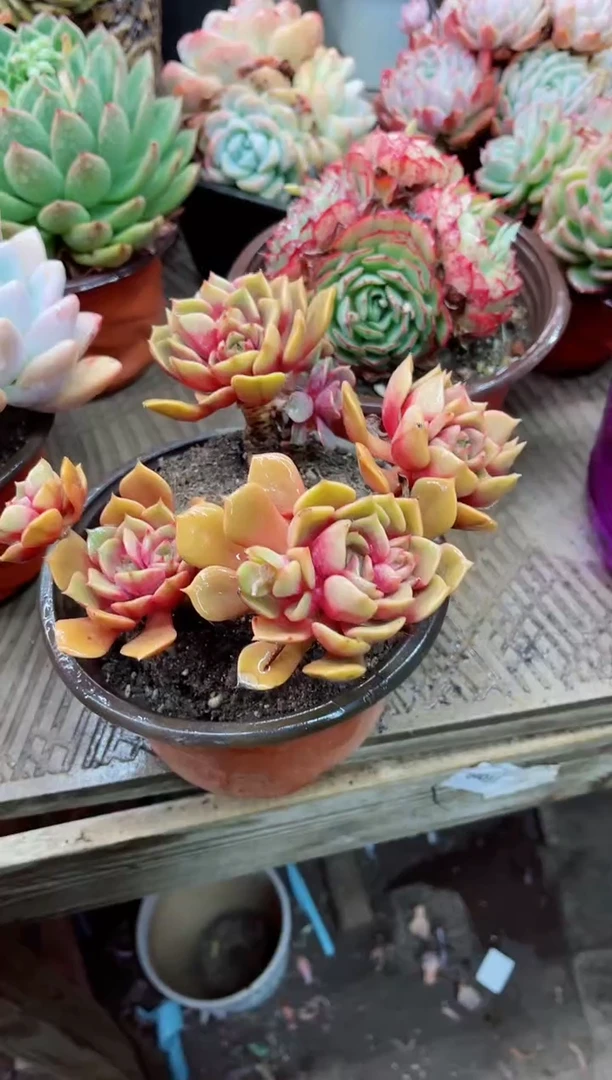 【闪购商品】06084