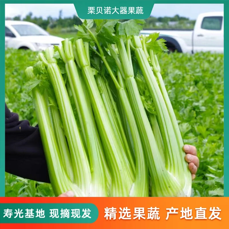 【榨汁专用西芹】山东寿光直发生吃西芹净重3/5斤水果芹菜无叶西芹