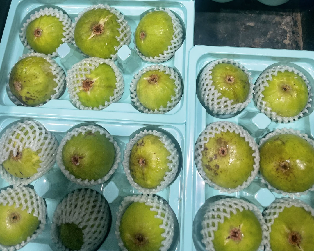 过远地区可拍-树上熟无花果