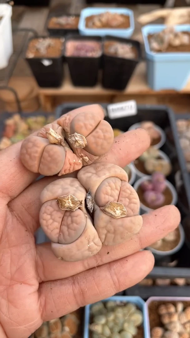 【闪购商品】1005 直播一物一拍