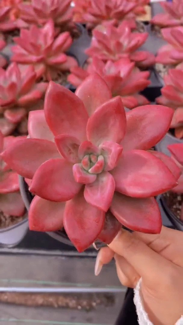 A805-赫菲斯托大单头脱土发（量拍）