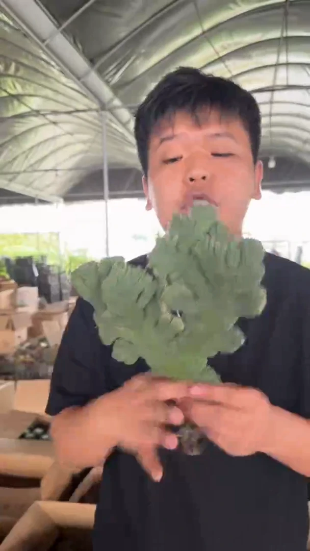 大号 五指山【带根】