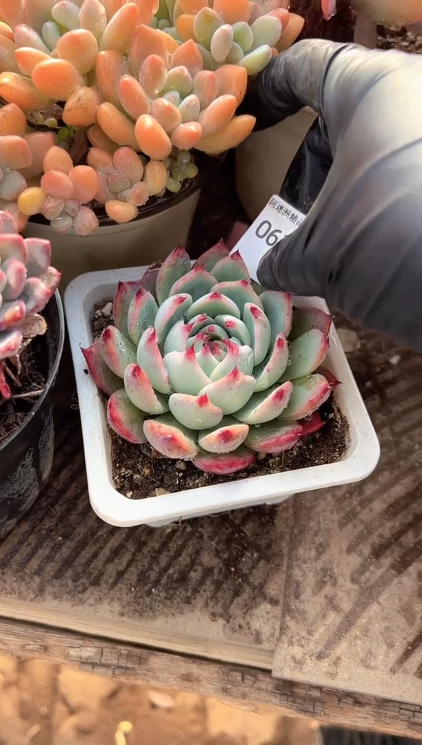 红*多肉植物一物一拍06212