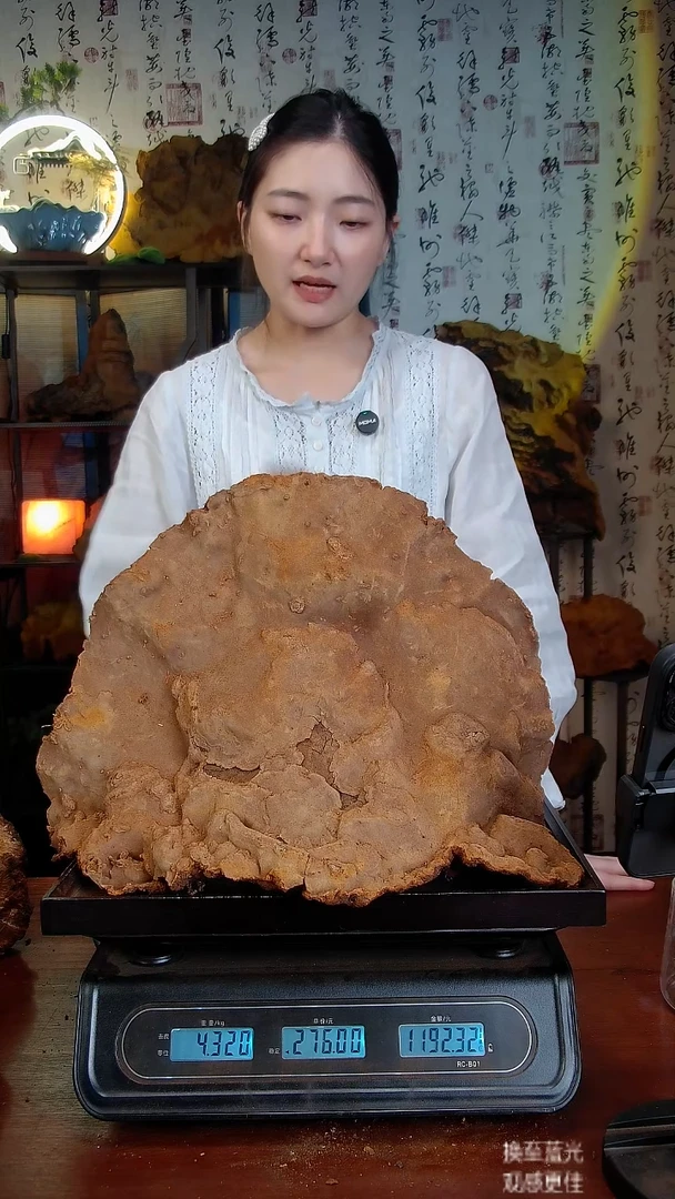 松针层孔菌中国大陆【藏区】松树桑黄（8.64斤）100-110年份