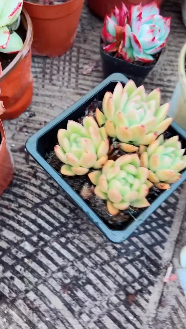 铱*多肉植物一物一拍02152