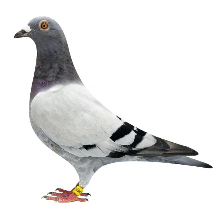 金沙宠物比赛专用