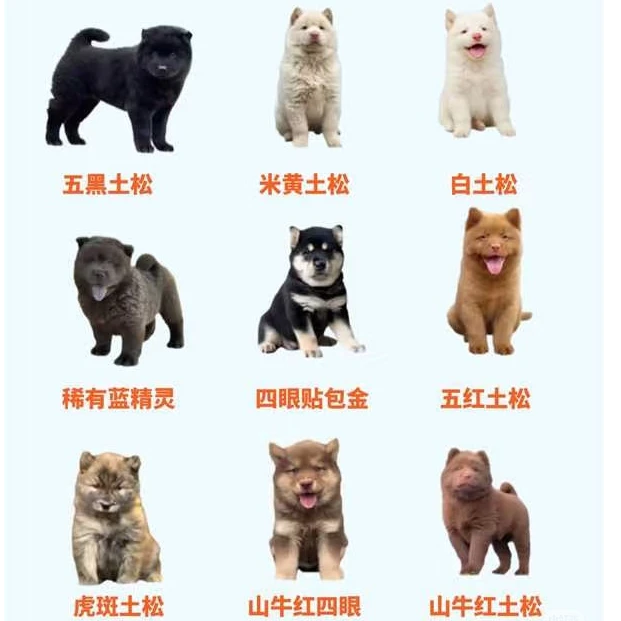 中华田园犬五黑犬黄狗白脸白土松五红犬