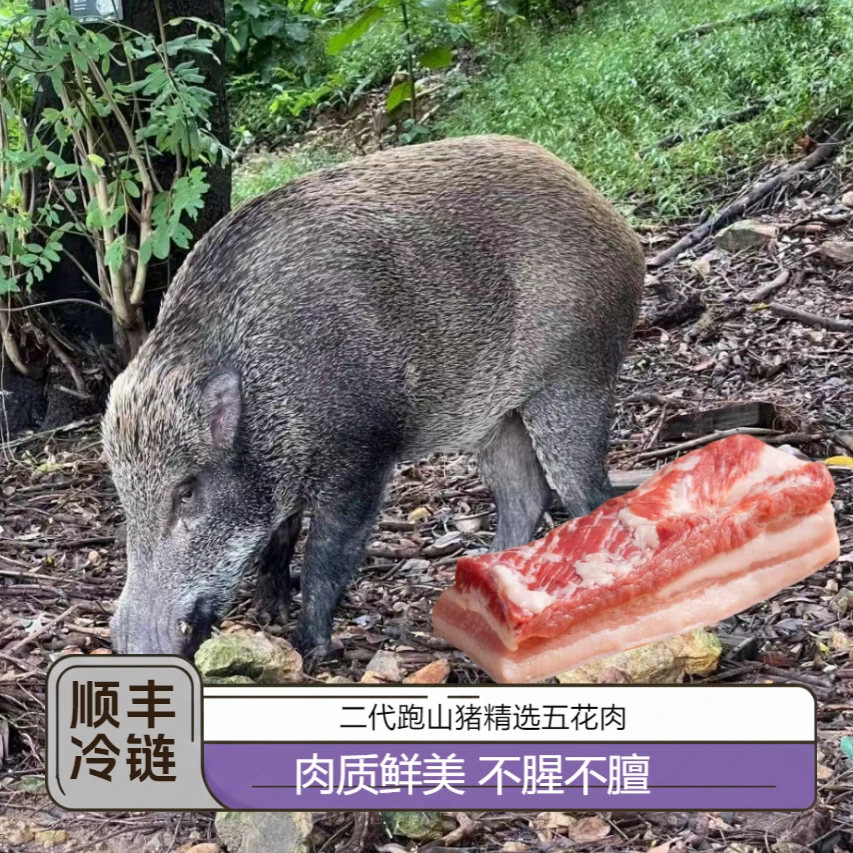 【五花肉】正宗二代跑山猪精选五花肉 散养600天以上