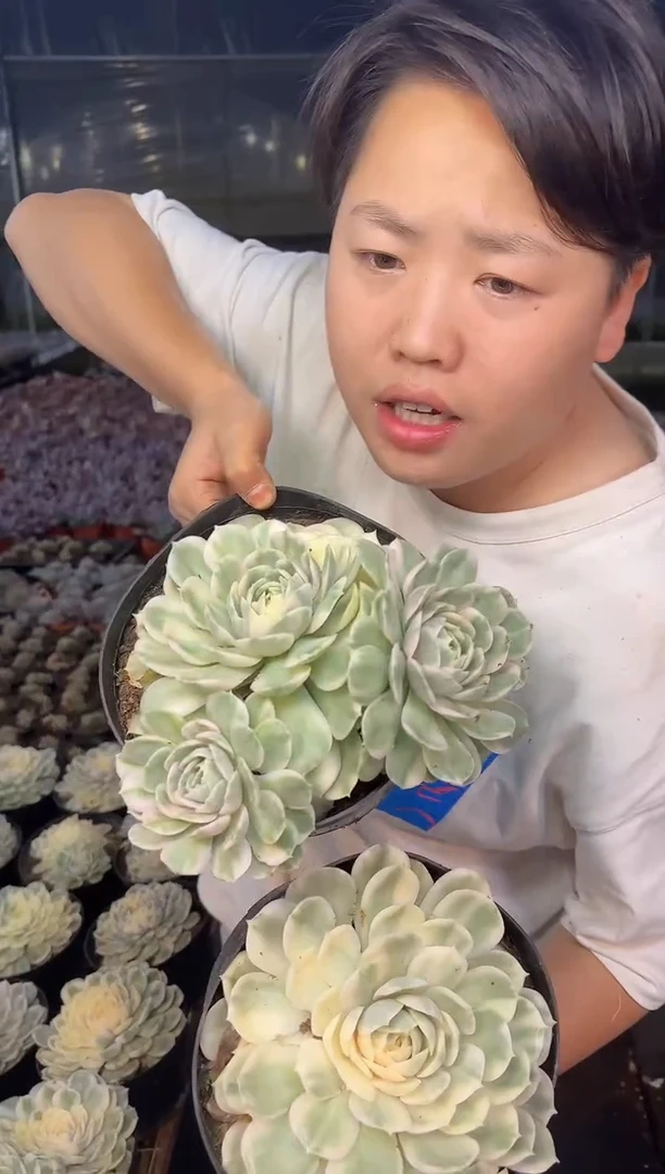 2头起昂斯诺锦9.99