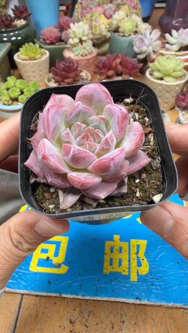 东云多肉园二店-251