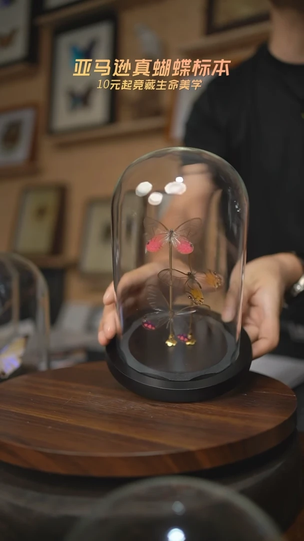 有机玻璃D*D三眼蝶玻璃罩H61