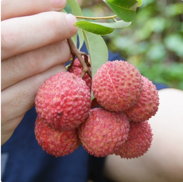 【省外专拍】广东镇隆老树糯米糍荔枝新鲜现摘现发当季水果