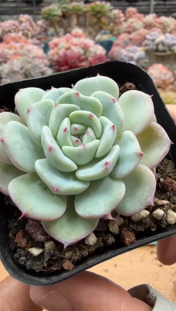 东云多肉园二店-501