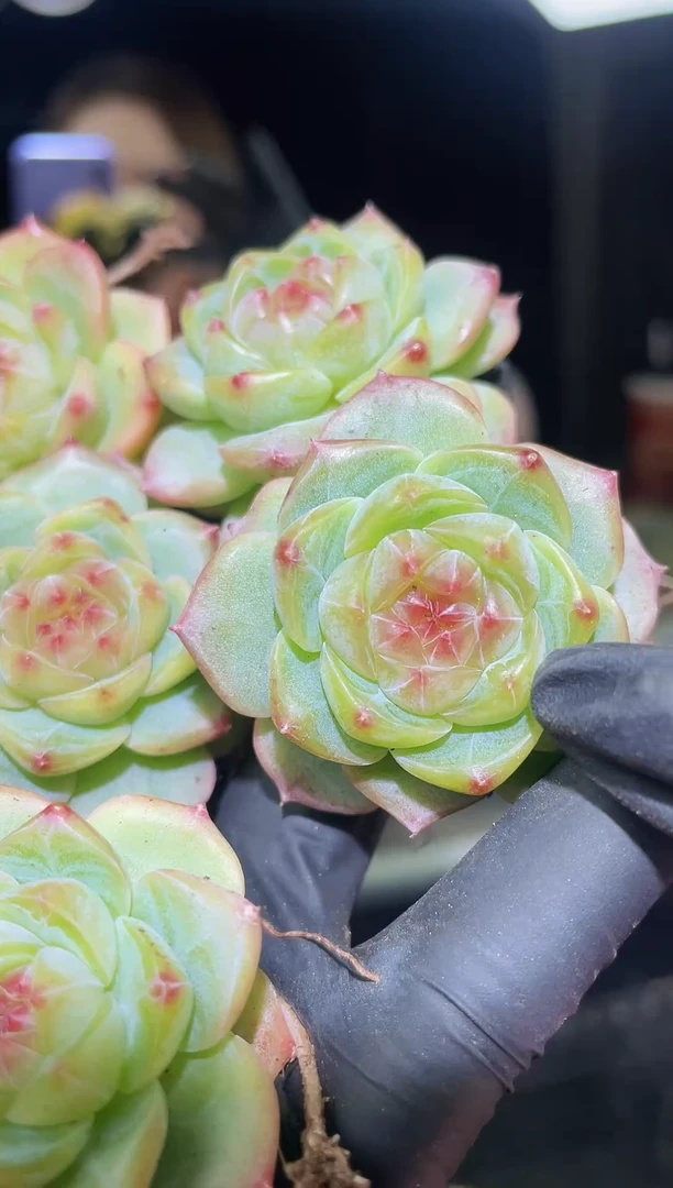 闪购1703  狸奴多肉一颗  4-4.5厘米