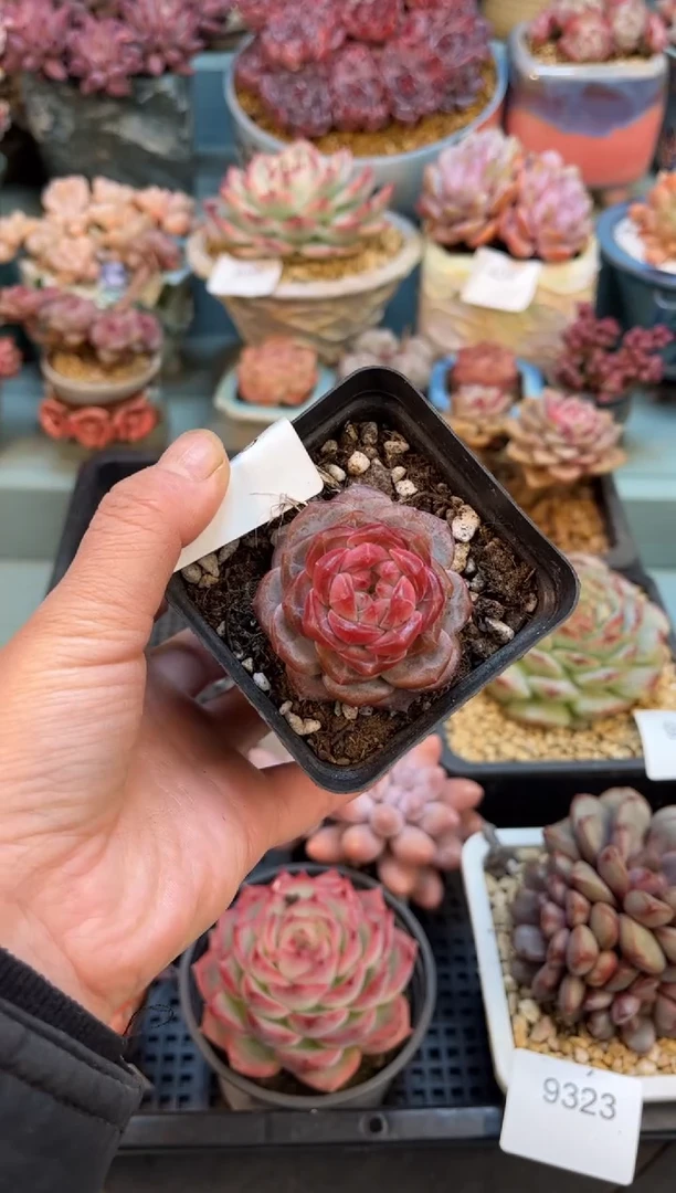 9329单头熊小姐多肉